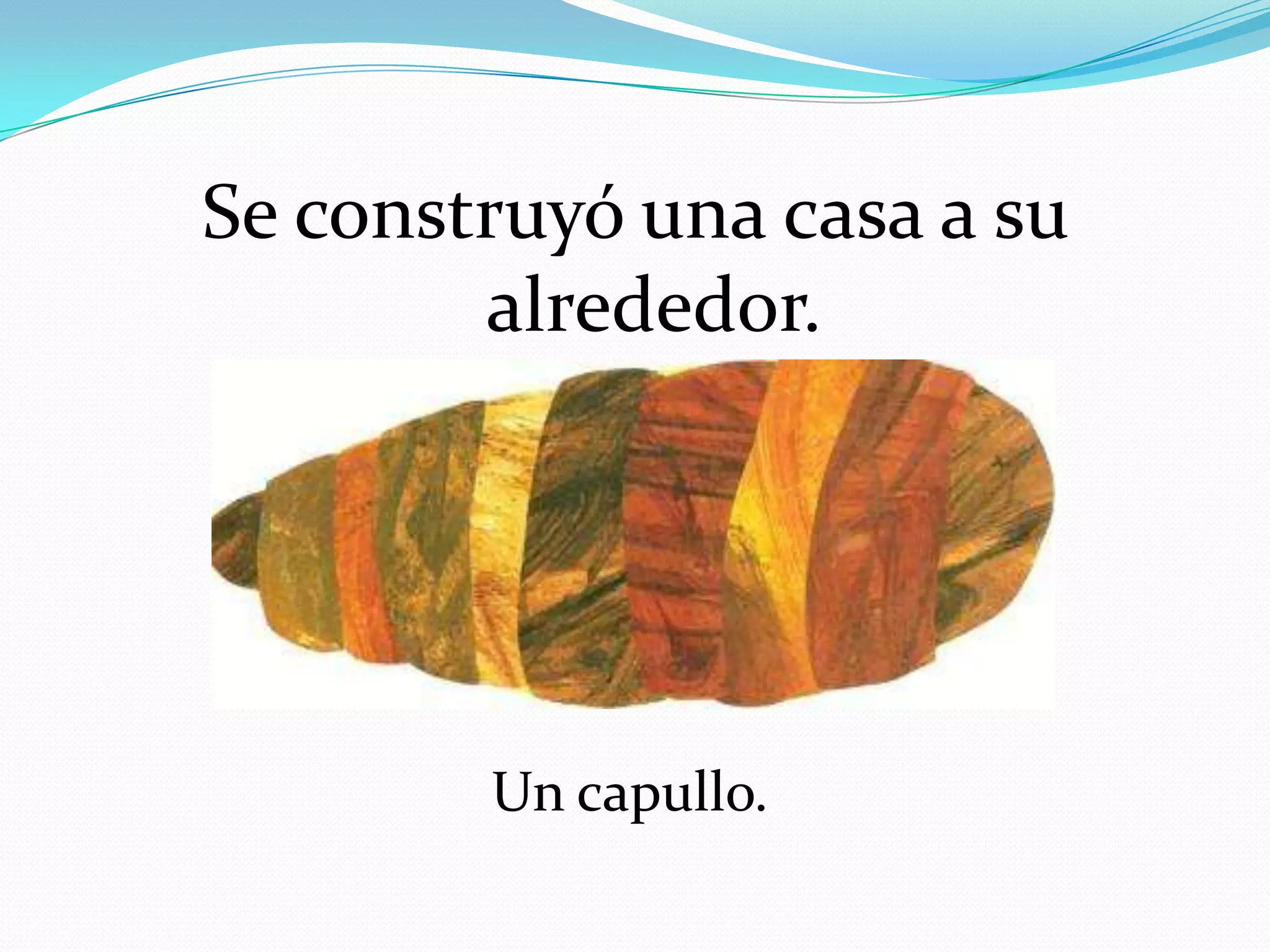 Se construyó una casa a su
alrededor.
Un capullo.