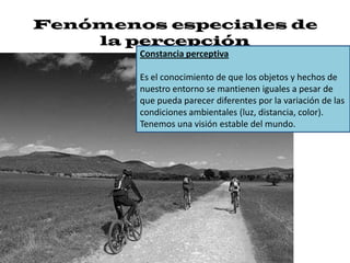 Fenómenos especiales de
    la percepción
        Constancia perceptiva

        Es el conocimiento de que los objetos y hechos de
        nuestro entorno se mantienen iguales a pesar de
        que pueda parecer diferentes por la variación de las
        condiciones ambientales (luz, distancia, color).
        Tenemos una visión estable del mundo.
 