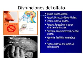 Disfunciones del olfato
 