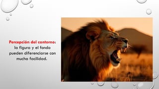 Percepción del contorno:
la figura y el fondo
pueden diferenciarse con
mucha facilidad.
 