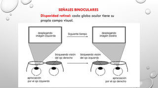 SEÑALES BINOCULARES
Disparidad retinal: cada globo ocular tiene su
propio campo visual.
 