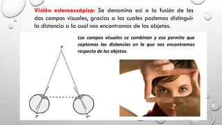 Visión estereoscópica: Se denomina así a la fusión de los
dos campos visuales, gracias a los cuales podemos distinguir
la distancia a la cual nos encontramos de los objetos.
 