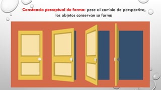 Constancia perceptual de forma: pese al cambio de perspectiva,
los objetos conservan su forma
 