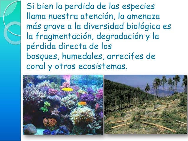 La perdida de la biodiversidad