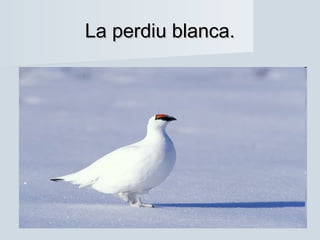 La perdiu blanca.La perdiu blanca.
 