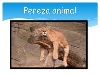 Pereza animal
 