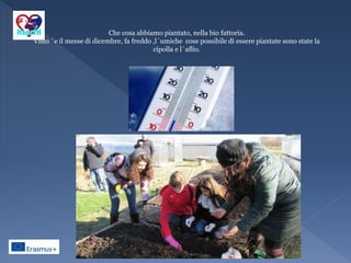 Che cosa abbiamo piantato, nella bio fattoria.
Visto `e il messe di dicembre, fa freddo ,l`umiche cose possibile di essere piantate sono state la
cipolla e l`aflio.
 