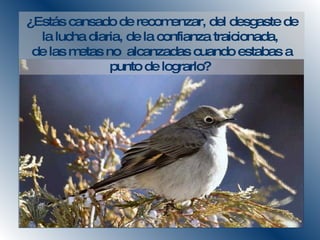 ¿Estás cansado de recomenzar, del desgaste de la lucha diaria, de la confianza traicionada,  de las metas no  alcanzadas cuando estabas a punto de lograrlo?  