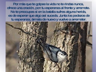 P or más que te golpee la vida no te rindas nunca,  ofrece una oración, pon tu esperanza al frente y arremete .   N o te preocupes si en la batalla sufres alguna herida,  es de esperar que algo así suceda. Junta los pedazos de tu esperanza, ármala de nuevo y vuelve a arremeter. 