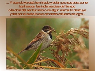 ... Y cuando ya está terminado y están prontos para poner  los huevos, las inclemencias del tiempo  o la obra del ser humano o de algún animal lo destruye  y tira por el suelo lo que con tanto esfuerzo se logró... 