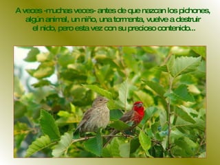 A veces -muchas veces- antes de que nazcan los pichones,  algún animal, un niño, una tormenta, vuelve a destruir  el nido, pero esta vez con su precioso contenido... 