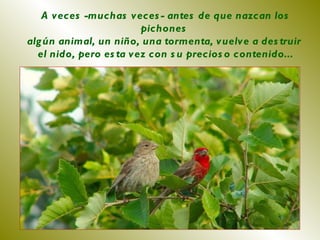 A veces -muchas veces- antes de que nazcan los pichones  algún animal, un niño, una tormenta, vuelve a destruir  el nido, pero esta vez con su precioso contenido... 