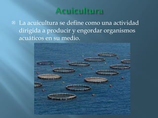 La acuicultura se define como una actividad dirigida a producir y engordar organismos acuáticos en su medio. 