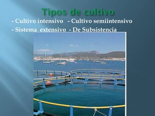 - Cultivo intensivo  - Cultivo semiintensivo - Sistema  extensivo  - De Subsistencia  