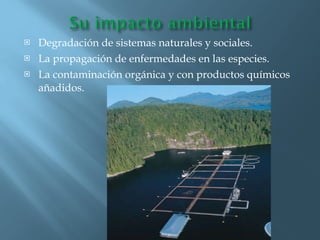 Degradación de sistemas naturales y sociales. La propagación de enfermedades en las especies. La contaminación orgánica y con productos químicos añadidos. 