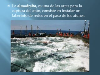 La  almadraba,  es una de las artes para la captura del atún, consiste en instalar un laberinto de redes en el paso de los atunes. 