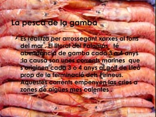 La pesca de la gamba
 Es realitza per arrossegant xarxes al fons
  del mar . El litoral del Palamós té
  abundància de gamba cada 3 o 4 anys
  ;la causa son unes corrents marines que
  s’originen cada 3 o 4 anys al golf de Lleó
  prop de la terminació dels Pirineus.
  Aquestes corrents empenyen las cries a
  zones de aigües mes calentes .
 