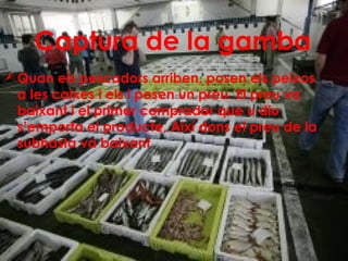 Captura de la gamba
 Quan els pescadors arriben, posen els peixos
  a les caixes i els i posen un preu. El preu va
  baixant i el primer comprador que u diu
  s’emporta el producte, Així dons el preu de la
  subhasta va baixant
 