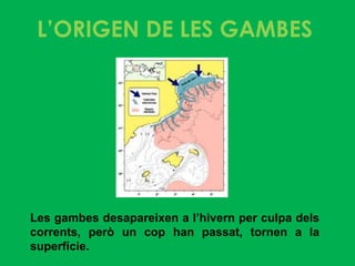 L’ORIGEN DE LES GAMBES




Les gambes desapareixen a l’hivern per culpa dels
corrents, però un cop han passat, tornen a la
superfície.
 
