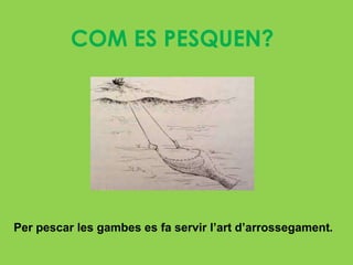 COM ES PESQUEN?




Per pescar les gambes es fa servir l’art d’arrossegament.
 