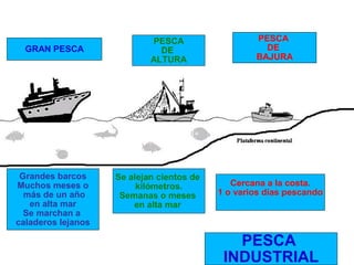GRAN PESCA

Grandes barcos
Muchos meses o
más de un año
en alta mar
Se marchan a
caladeros lejanos

PESCA
DE
ALTURA

Se alejan cientos de
kilómetros.
Semanas o meses
en alta mar

PESCA
DE
BAJURA

Cercana a la costa.
1 o varios días pescando

PESCA
INDUSTRIAL

 