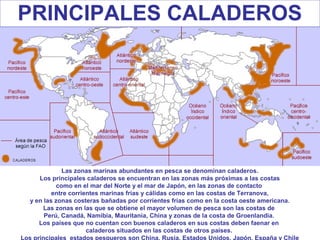 PRINCIPALES CALADEROS

Las zonas marinas abundantes en pesca se denominan caladeros.
Los principales caladeros se encuentran en las zonas más próximas a las costas
como en el mar del Norte y el mar de Japón, en las zonas de contacto
entre corrientes marinas frías y cálidas como en las costas de Terranova,
y en las zonas costeras bañadas por corrientes frías como en la costa oeste americana.
Las zonas en las que se obtiene el mayor volumen de pesca son las costas de
Perú, Canadá, Namibia, Mauritania, China y zonas de la costa de Groenlandia.
Los países que no cuentan con buenos caladeros en sus costas deben faenar en
caladeros situados en las costas de otros países.
Los principales estados pesqueros son China, Rusia, Estados Unidos, Japón, España y Chile

 