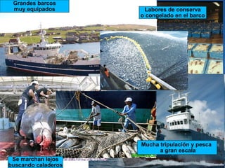 Grandes barcos
muy equipados

Labores de conserva
o congelado en el barco

Mucha tripulación y pesca
a gran escala
Se marchan lejos
buscando caladeros

 