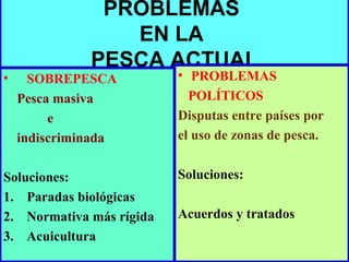•

PROBLEMAS
EN LA
PESCA ACTUAL

SOBREPESCA
Pesca masiva
e
indiscriminada

Soluciones:
1. Paradas biológicas
2. Normativa más rígida
3. Acuicultura

• PROBLEMAS
POLÍTICOS
Disputas entre países por
el uso de zonas de pesca.
Soluciones:
Acuerdos y tratados

 