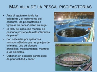 MAS ALLÁ DE LA PESCA: PISCIFACTORÍAS
• Ante el agotamiento de los
caladeros y el incremento del
consumo, las piscifactorías o
“granjas de peces” están en auge
• El 30% del consumo mundial de
pescado proviene de estas “fábricas
de peces”
• Son criticadas por aplicar los
mismos métodos que las granjas de
animales: uso de piensos
artificiales, medicamentos, maltrato
a los animales…
• Obtienen un pescado barato pero
de peor calidad y sabor
 
