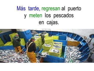 Más tarde, regresan al puerto
y meten los pescados
en cajas.
 