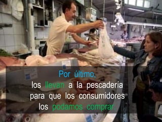 Por último,
los llevan a la pescadería
para que los consumidores
los podamos comprar.
 