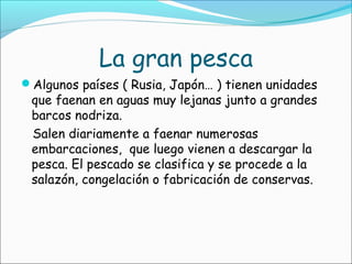 La gran pesca
Algunos países ( Rusia, Japón… ) tienen unidades
que faenan en aguas muy lejanas junto a grandes
barcos nodriza.
Salen diariamente a faenar numerosas
embarcaciones, que luego vienen a descargar la
pesca. El pescado se clasifica y se procede a la
salazón, congelación o fabricación de conservas.
 