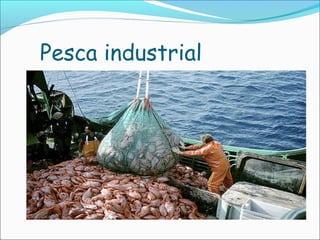 Pesca industrial
 