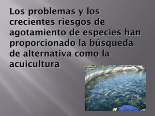Los problemas y losLos problemas y los
crecientes riesgos decrecientes riesgos de
agotamiento de especies hanagotamiento de especies han
proporcionado la búsquedaproporcionado la búsqueda
de alternativa como lade alternativa como la
acuiculturaacuicultura
 