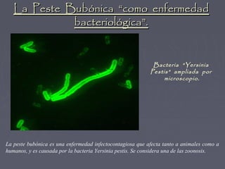 La Peste Bubónica “como enfermedad
             bacteriológica”.


                                                            Bacteria “Yersinia
                                                           Pestis” ampliada por
                                                                microscopio.




La peste bubónica es una enfermedad infectocontagiosa que afecta tanto a animales como a
humanos, y es causada por la bacteria Yersinia pestis. Se considera una de las zoonosis.
 