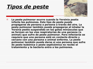 Tipos de peste La peste pulmonar ocurre cuando la Yersinia pestis infecta los pulmones. Este tipo de peste puede propagarse de persona a persona a través del aire. La peste pulmonar también puede propagarse al inhalar la Yersina pestis suspendida en las gotas minúsculas que se forman en las vías respiratorias de una persona (o animal) que sufre de peste pulmonar. Para infectarse se requiere que una persona esté en contacto directo y cercano con una persona o animal enfermo. La peste pulmonar también puede darse si una persona que sufre de peste bubónica o peste septicémica no recibe el tratamiento y la bacteria entra a los pulmones.  