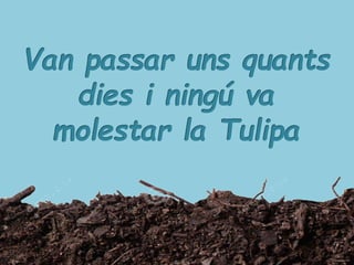 LA PETITA TULIPA