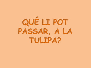LA PETITA TULIPA