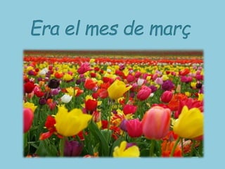 LA PETITA TULIPA