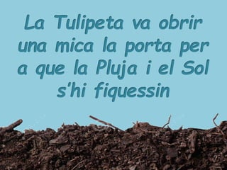 LA PETITA TULIPA