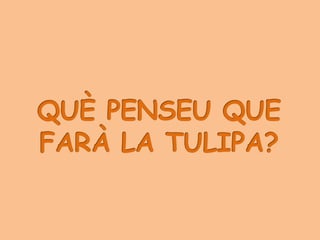 LA PETITA TULIPA