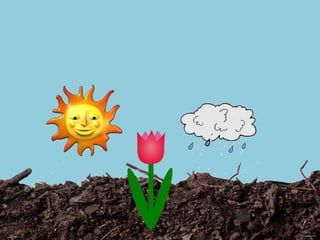 LA PETITA TULIPA