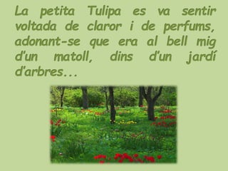 LA PETITA TULIPA