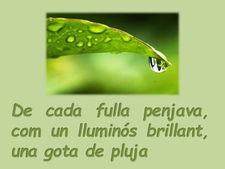LA PETITA TULIPA
