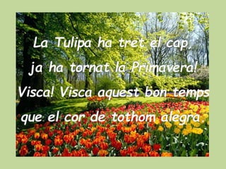 LA PETITA TULIPA