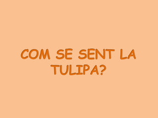 LA PETITA TULIPA