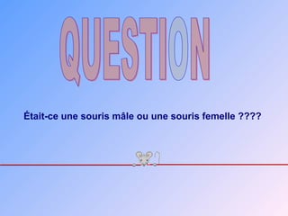 Était-ce une souris mâle ou une souris femelle ????
 