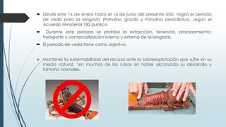  Desde este 16 de enero hasta el 16 de junio del presente año regirá el periodo
de veda para la langosta (Panulirus gracilis y Panulirus penicillatus), según el
Acuerdo Ministerial 182 publica
 Durante este periodo se prohíbe la extracción, tenencia, procesamiento,
transporte y comercialización interna y externa de la langosta.
 El periodo de veda tiene como objetivo:
 Mantener la sustentabilidad del recurso ante la sobreexplotación que sufre en su
medio natural, “en muchos de los casos sin haber alcanzado su desarrollo y
tamaño normales.
 