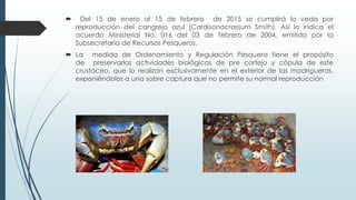  Del 15 de enero al 15 de febrero de 2015 se cumplirá la veda por
reproducción del cangrejo azul (Cardisonacrassum Smith). Así lo indica el
acuerdo Ministerial No. 016 del 03 de febrero de 2004, emitido por la
Subsecretaría de Recursos Pesqueros.
 La medida de Ordenamiento y Regulación Pesquera tiene el propósito
de preservarlas actividades biológicas de pre cortejo y cópula de este
crustáceo, que lo realizan exclusivamente en el exterior de las madrigueras,
exponiéndolos a una sobre captura que no permite su normal reproducción
 