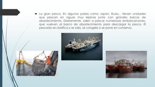  La gran pesca. En algunos países como Japón, Rusia... tienen unidades
que pescan en aguas muy lejanas junto con grandes barcos de
abastecimiento. Diariamente, salen a pescar numerosas embarcaciones,
que vuelven al barco de abastecimiento para descargar la pesca. El
pescado se clasifica y se sala, se congela o se pone en conserva.
 